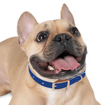 Letterman Dog Collar