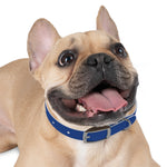 Letterman Dog Collar
