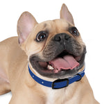 Letterman Dog Collar